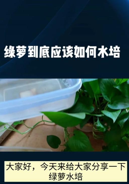 绿萝的养护与管理（详解绿萝的水养方法和注意事项）