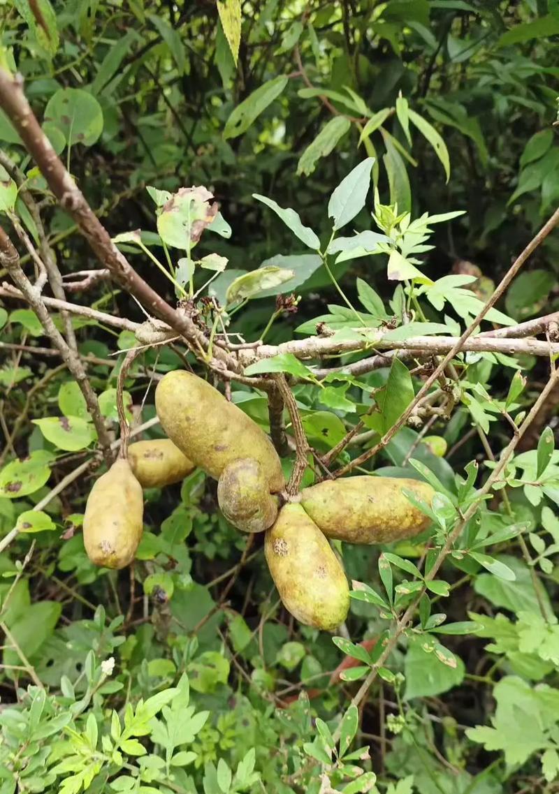 三叶木通果实有毒，了解这些才能更安全！（三叶木通果实毒性大，误食易中毒；识别方法与防范措施。）
