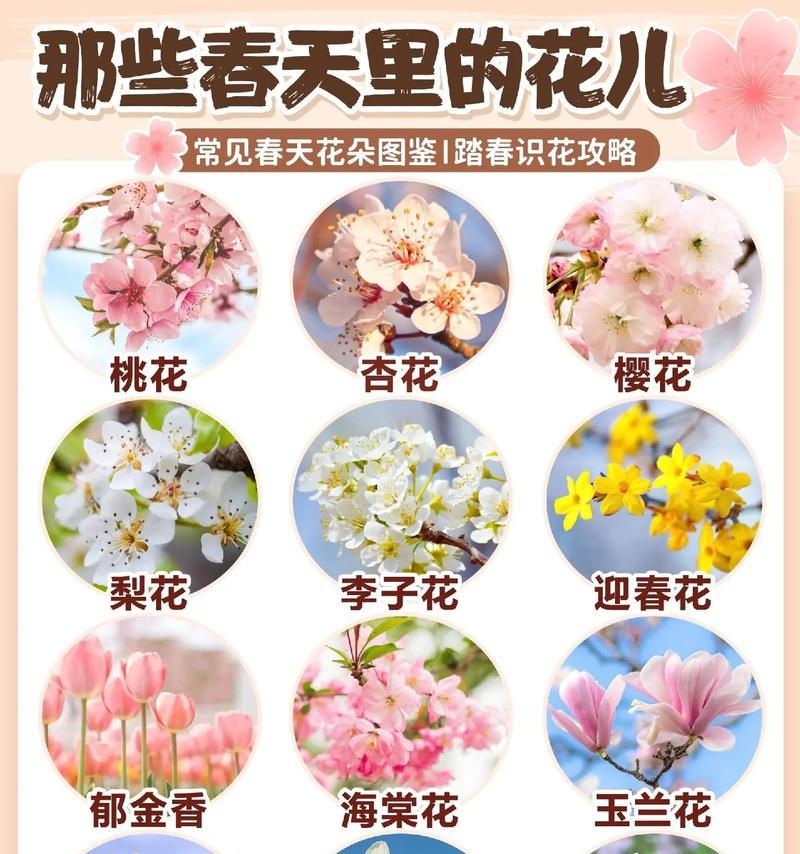 黑松换盆的最佳时间与方法（掌握这些技巧，让你的黑松茁壮成长）