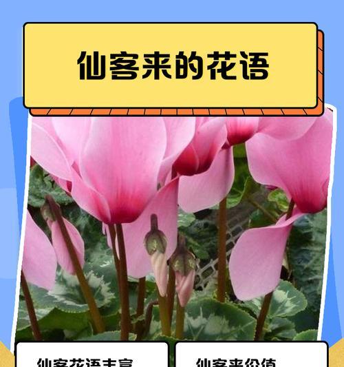 黑松换盆的最佳时间与方法（掌握这些技巧，让你的黑松茁壮成长）