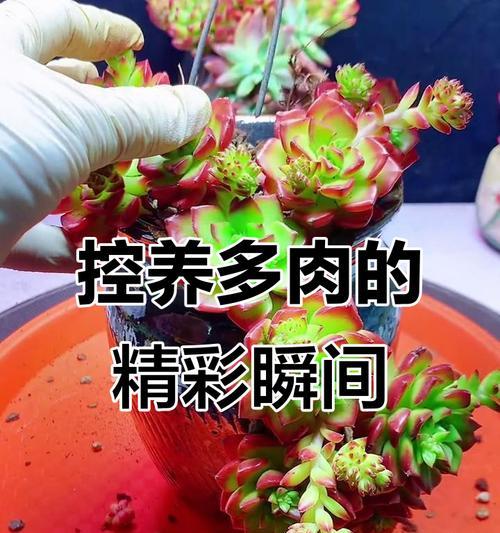 多肉上盆完全指南（从选盆到养护，让你的多肉更茁壮）