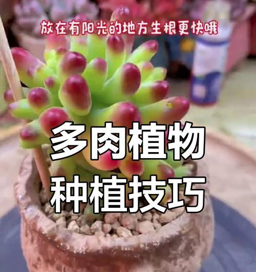 多肉上盆完全指南（从选盆到养护，让你的多肉更茁壮）