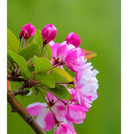 追寻香椿芽的采摘时光（从春天到夏季，品尝自然的美味）