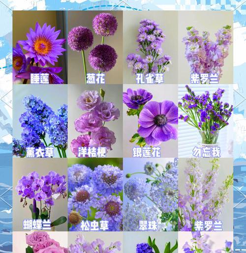 长寿花（一年多次开花，神奇的长寿花）