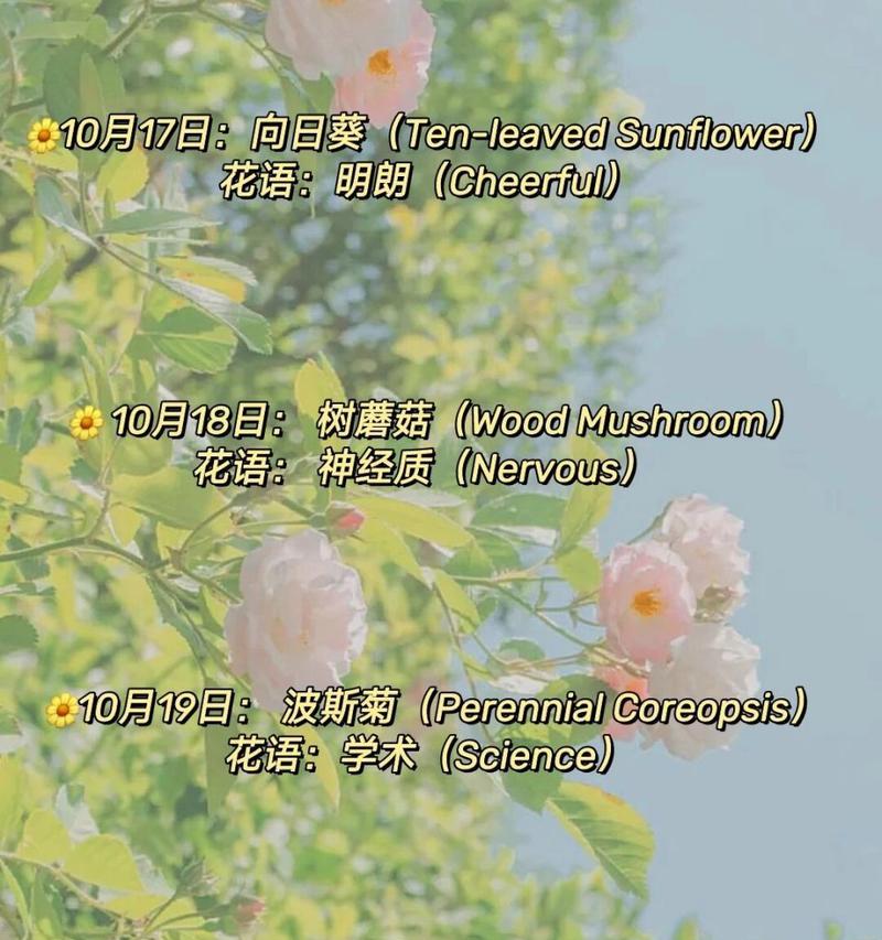 长寿花（一年多次开花，神奇的长寿花）