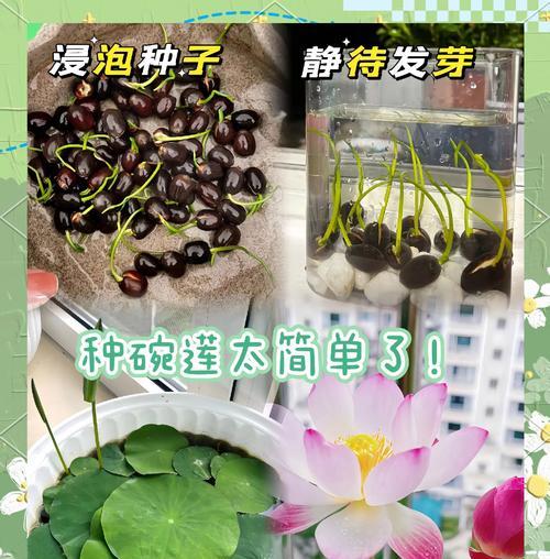 碗莲的种植方法与技巧（了解碗莲种植的基本知识，让花园盛放美丽）