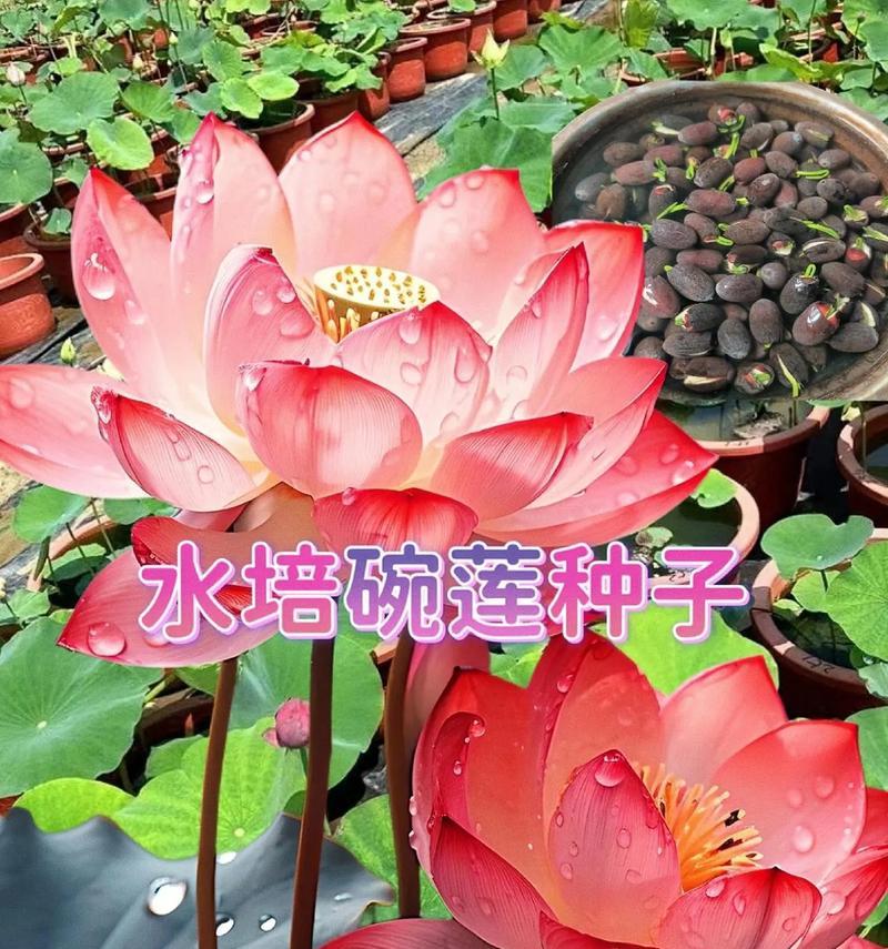 碗莲的种植方法与技巧（了解碗莲种植的基本知识，让花园盛放美丽）