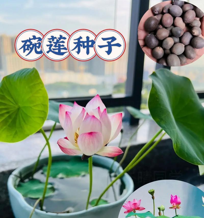 碗莲的种植方法与技巧（了解碗莲种植的基本知识，让花园盛放美丽）
