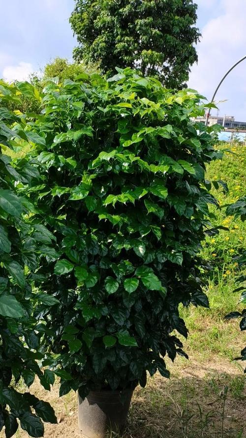 绿宝卷叶的防治方法（保护植物健康，控制绿宝卷叶）