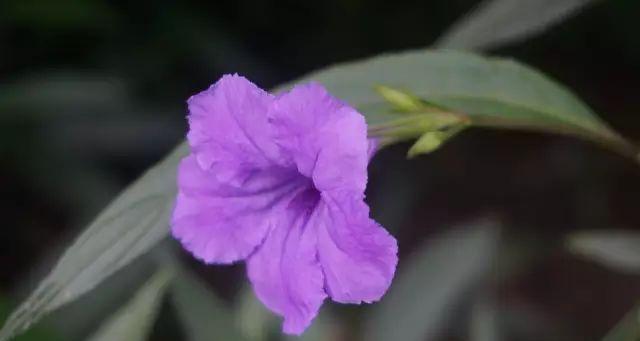 绿宝卷叶的防治方法（保护植物健康，控制绿宝卷叶）