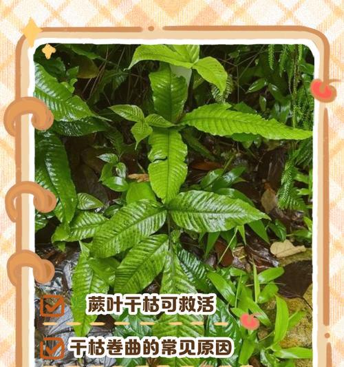 绿宝卷叶的防治方法（保护植物健康，控制绿宝卷叶）