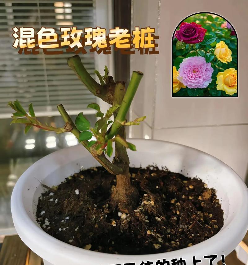 如何养护玫瑰老桩（从修剪造型到养殖方法，教你打造美丽玫瑰花园）