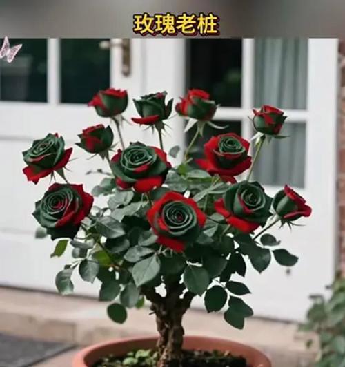如何养护玫瑰老桩（从修剪造型到养殖方法，教你打造美丽玫瑰花园）