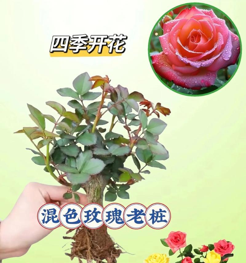 如何养护玫瑰老桩（从修剪造型到养殖方法，教你打造美丽玫瑰花园）