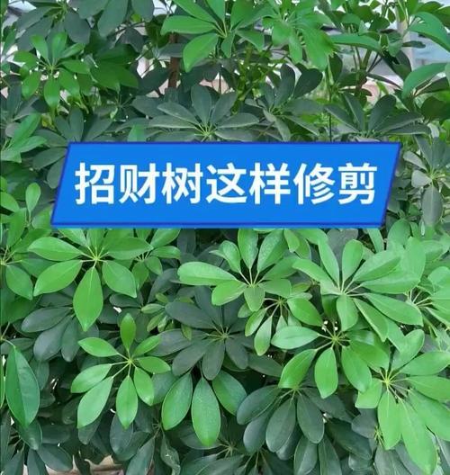 发财树太高怎么办（快速解决方法，避免发生安全隐患）