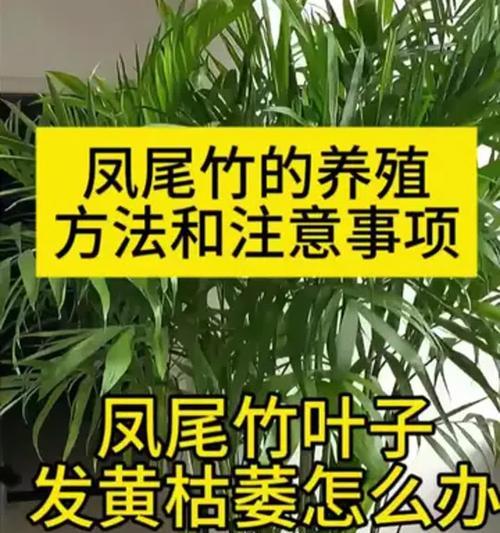 家里养凤尾竹，助您改善风水（让“凤尾竹”成为您家的守护神）