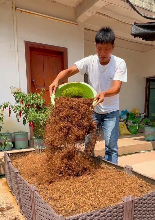 熊童子配土方法和种植土壤详解（打造优质肥沃的熊童子种植土）
