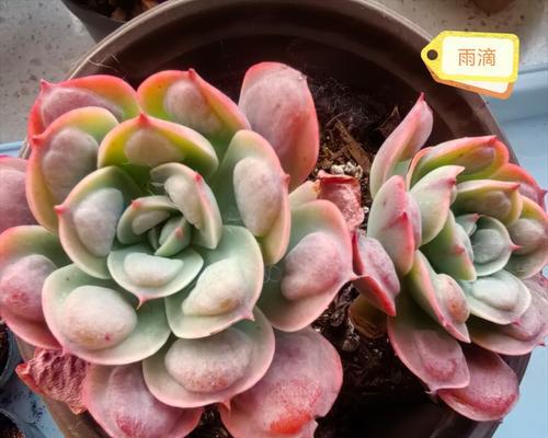 熊童子配土方法和种植土壤详解（打造优质肥沃的熊童子种植土）