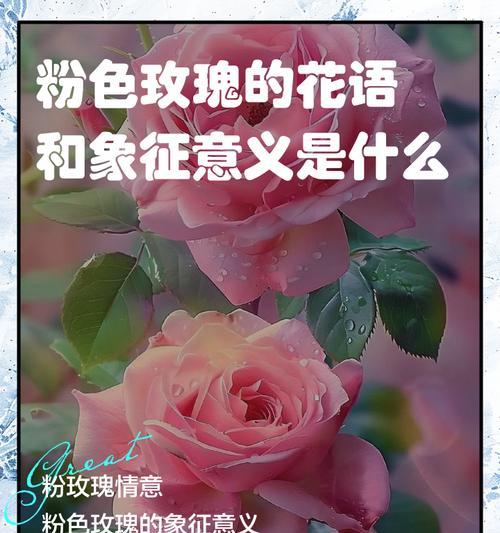 橙玫瑰花语（橙玫瑰花语的寓意和传达方式）