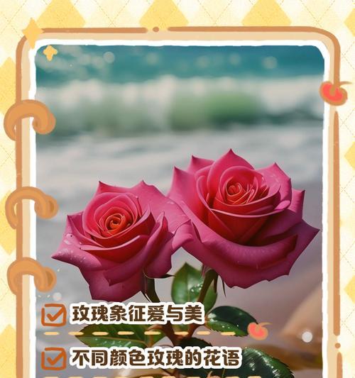 橙玫瑰花语（橙玫瑰花语的寓意和传达方式）