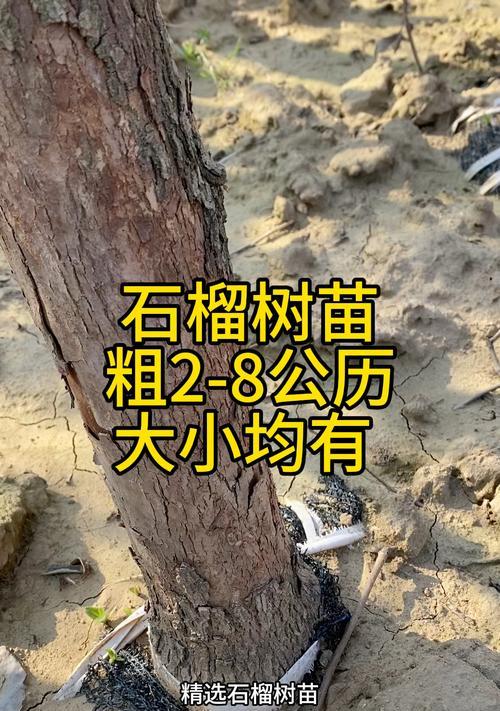 石榴的生长周期（了解石榴生长周期，助力种植成功）