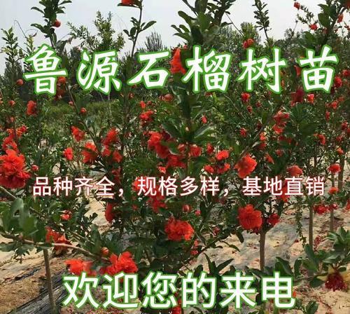 石榴的生长周期（了解石榴生长周期，助力种植成功）