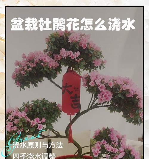 杜鹃换土换盆大全（从杜鹃养护到土壤更换，教你打造完美观赏品种）