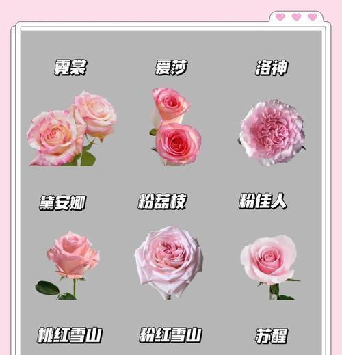 黄桃果肉的奥秘（从颜色看黄桃的品质）