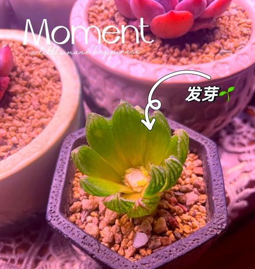 如何处理姬玉露烂根？（有效解决姬玉露烂根问题的实用方法）