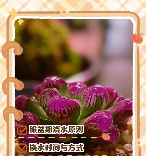 如何处理姬玉露烂根？（有效解决姬玉露烂根问题的实用方法）