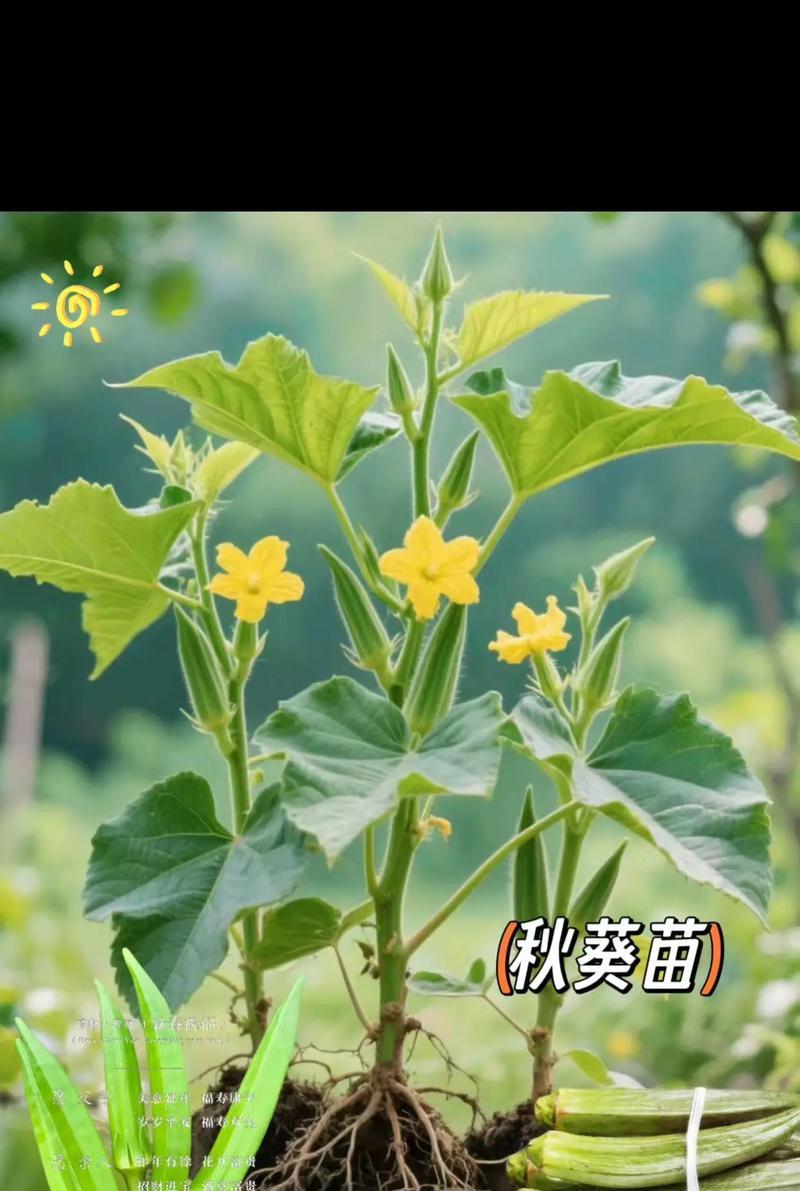 秋葵的种植与管理（选地、施肥、浇水、防病，让秋葵在正确的月份生长茁壮）