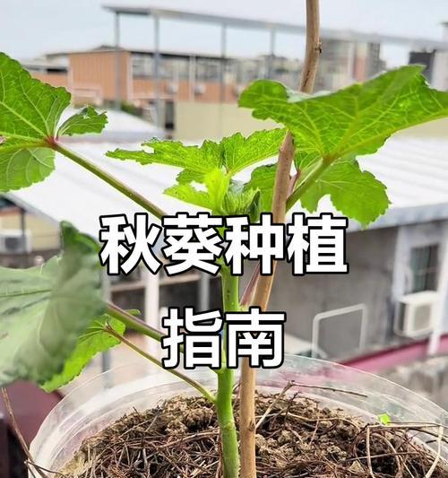 秋葵的种植与管理（选地、施肥、浇水、防病，让秋葵在正确的月份生长茁壮）