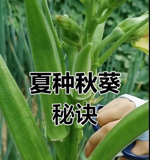 秋葵的种植与管理（选地、施肥、浇水、防病，让秋葵在正确的月份生长茁壮）