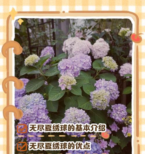 无尽夏绣球养护指南（打造长效鲜花美景，以养代花）
