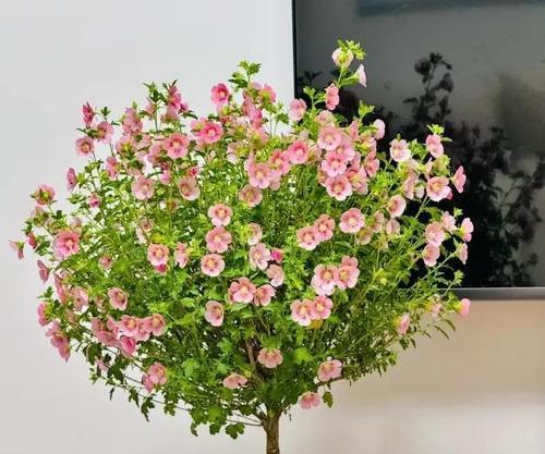 小木槿种子繁殖与种植方法（如何留种子进行小木槿的繁殖？）