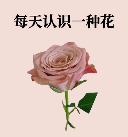 蜜柚（探寻蜜柚产地的美味之谜）
