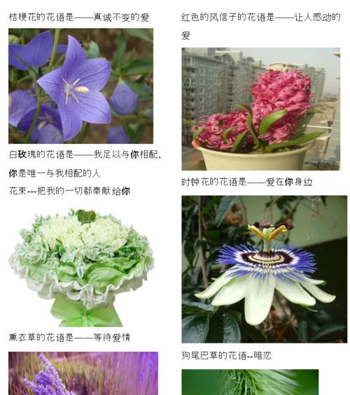 西芹成熟上市时间及关键因素剖析（从生长环境到物理性状，解读西芹的成熟周期）