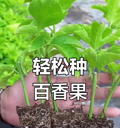 百香果生长需要经常浇水（如何合理浇水提高百香果的产量和品质）