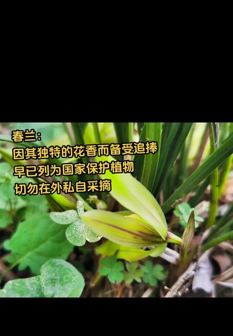 兰花怎么快速开花？（教你十五招让兰花快速开花。）
