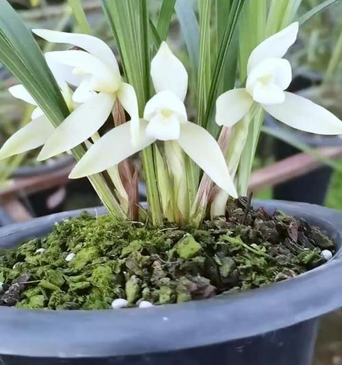 兰花怎么快速开花？（教你十五招让兰花快速开花。）