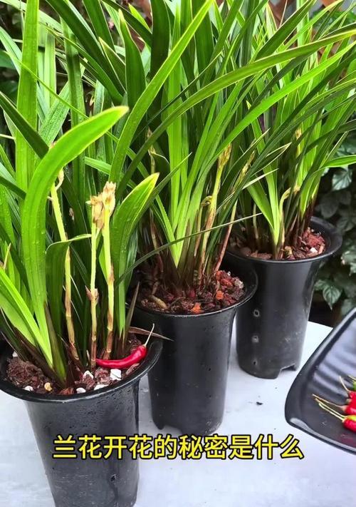 兰花怎么快速开花？（教你十五招让兰花快速开花。）