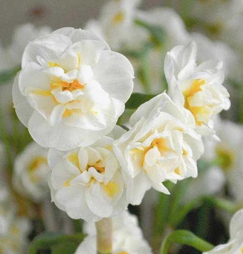 芥菜和梅菜的异同（一探这两种菜的不同之处）