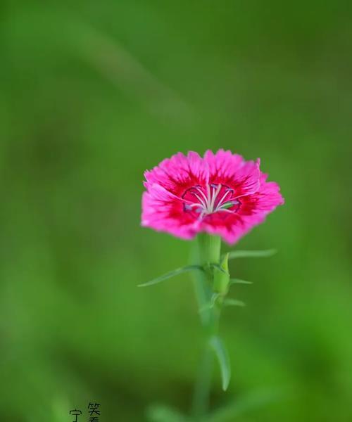 石竹花开花时间及花期全解析（石竹花盛放，沐浴在花海里）