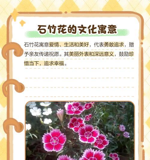 石竹花开花时间及花期全解析（石竹花盛放，沐浴在花海里）