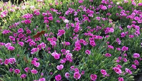 石竹花开花时间及花期全解析（石竹花盛放，沐浴在花海里）