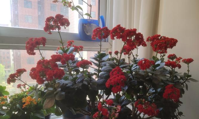 客厅飘窗适合养什么花？（打造温馨的家庭花园，让家更有生气）