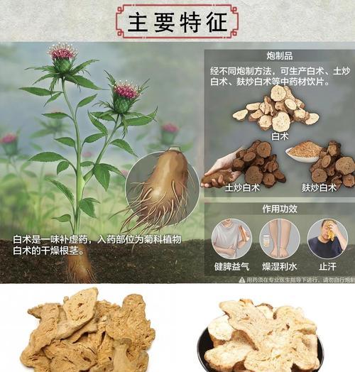 如何科学种植白术？（了解种植时间和方法，提高产量）