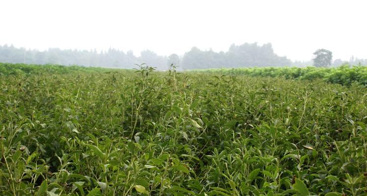 如何科学种植白术？（了解种植时间和方法，提高产量）