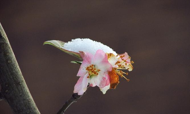 海棠花在冬天也能开花吗？（解读海棠花的神奇开花方式）