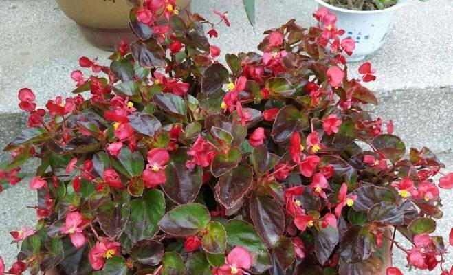 海棠花在冬天也能开花吗？（解读海棠花的神奇开花方式）